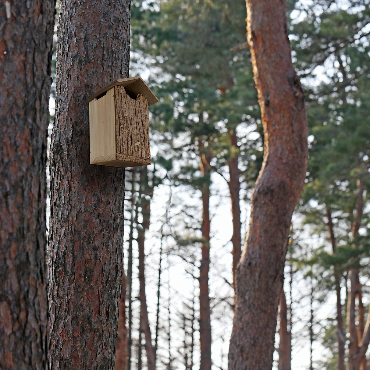Outer Trails Japanese Cedar Wooden Owl Houses, Bark Front Outer Trails