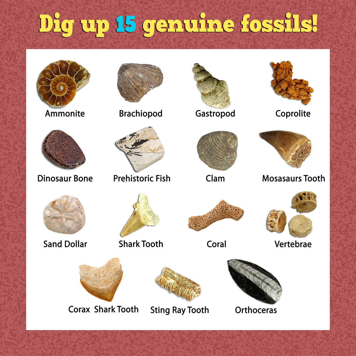DANCING BEAR Fossil Dig Kit, Excavate 15 Prehistoric Fossils Including Real Dinosaur Bones and Shark Teeth, Paleontology STEM Education for Kids, Fun Science Activity Gift Sets for Girls and Boys DANCING BEAR