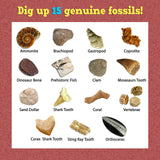 DANCING BEAR Fossil Dig Kit, Excavate 15 Prehistoric Fossils Including Real Dinosaur Bones and Shark Teeth, Paleontology STEM Education for Kids, Fun Science Activity Gift Sets for Girls and Boys DANCING BEAR