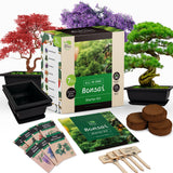 REALPETALED Bonsai Starter Kit – Japanese Bonsai Tree Kit with Bonsai Tools, 7 Bonsai Tree Seeds, Pots – Complete Grow Your Own Bonsai Tree Live Kit – Plant Lover Gifts Home Gifts for Men and Women REALPETALED