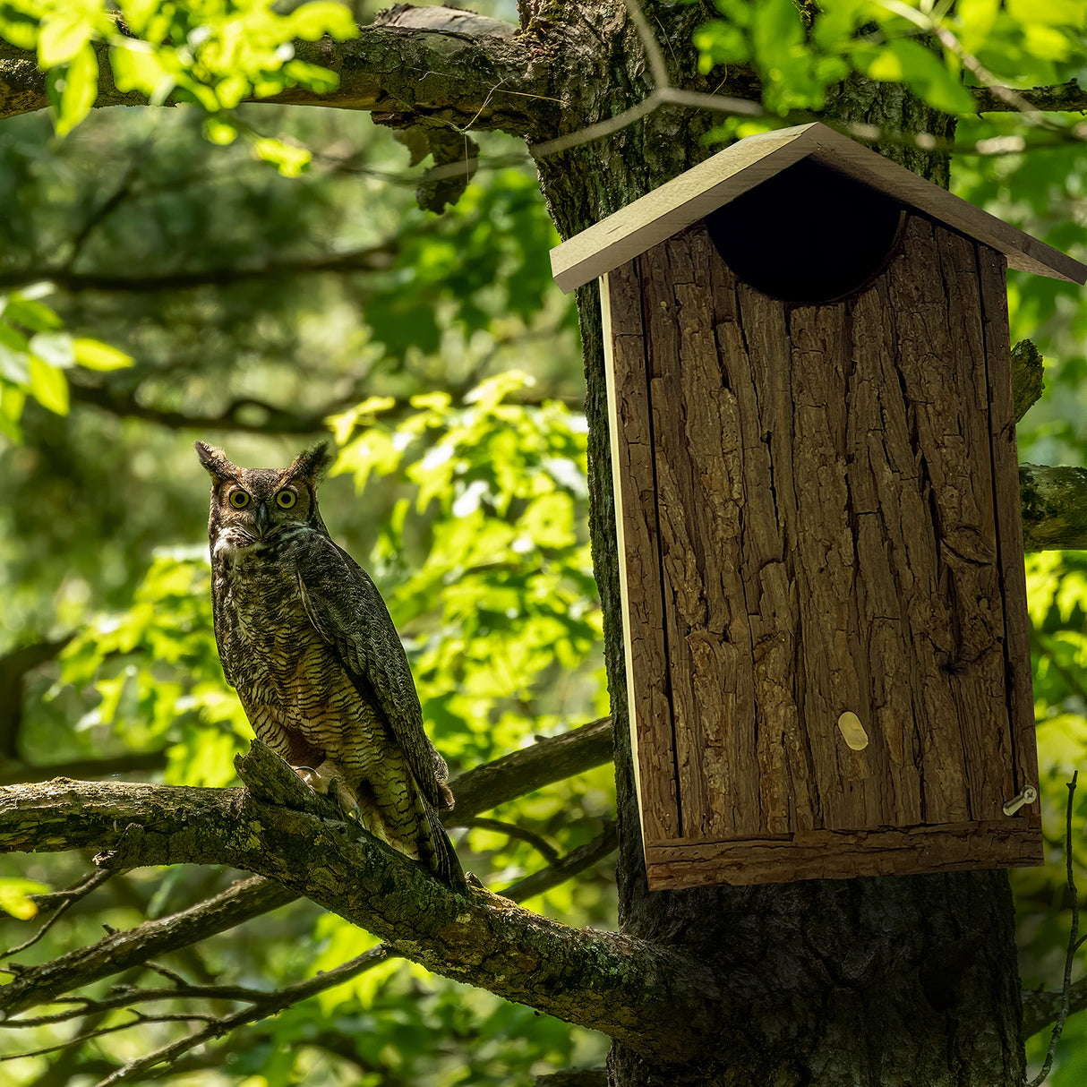 Outer Trails Japanese Cedar Wooden Owl Houses, Bark Front Outer Trails