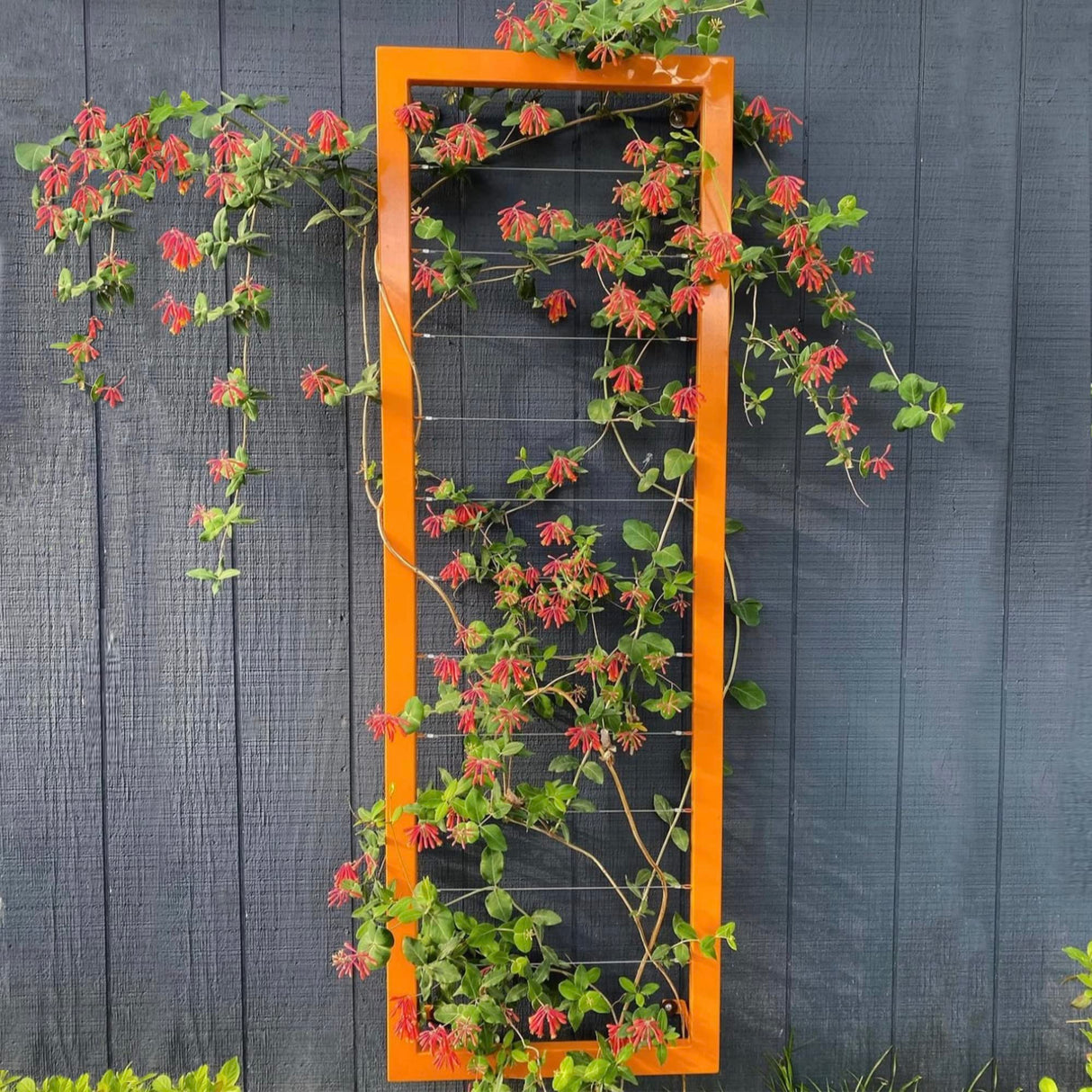 TERRA TRELLIS Ina Modern Wall Trellis for Outdoor Plants | Garden and Home Climbing Vines Wall Trellis | Modern, Steel & Durable | Large (Oxide) Terra Trellis