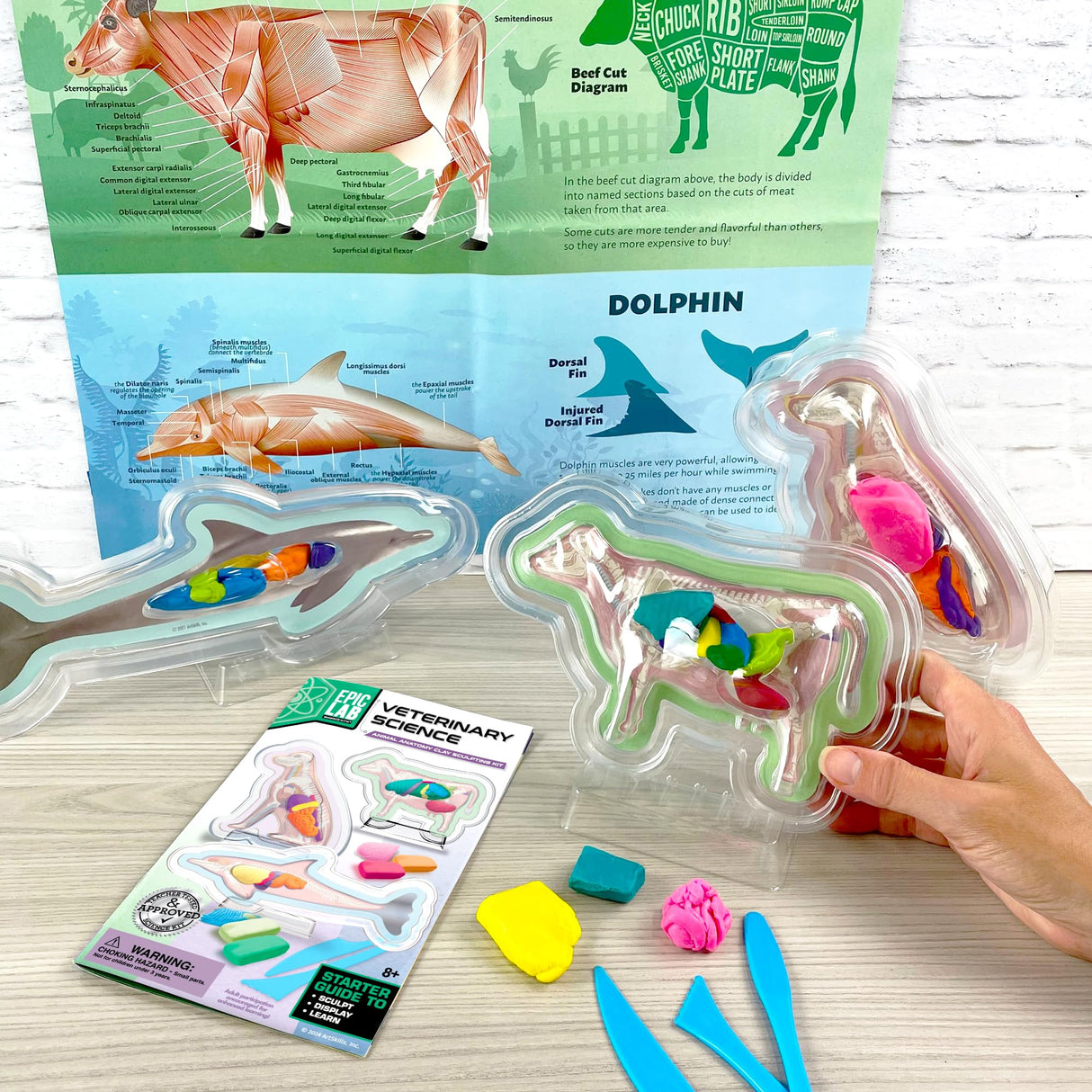 ArtSkills Epic Lab Vet Kit for Kids, Animal Anatomy Science Kit for Kids 8+ with Modeling Clay ArtSkills