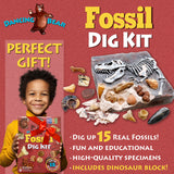 DANCING BEAR Fossil Dig Kit, Excavate 15 Prehistoric Fossils Including Real Dinosaur Bones and Shark Teeth, Paleontology STEM Education for Kids, Fun Science Activity Gift Sets for Girls and Boys DANCING BEAR