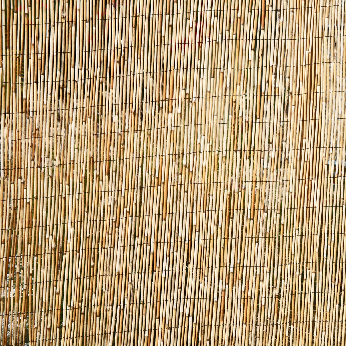 FOREVER BAMBOO Jumbo Reed Bamboo Screen Fencing Privacy Fence Backyard Divider Decorative Reed Garden Fencing, Natural 6 ft H x 16 ft L FOREVER BAMBOO
