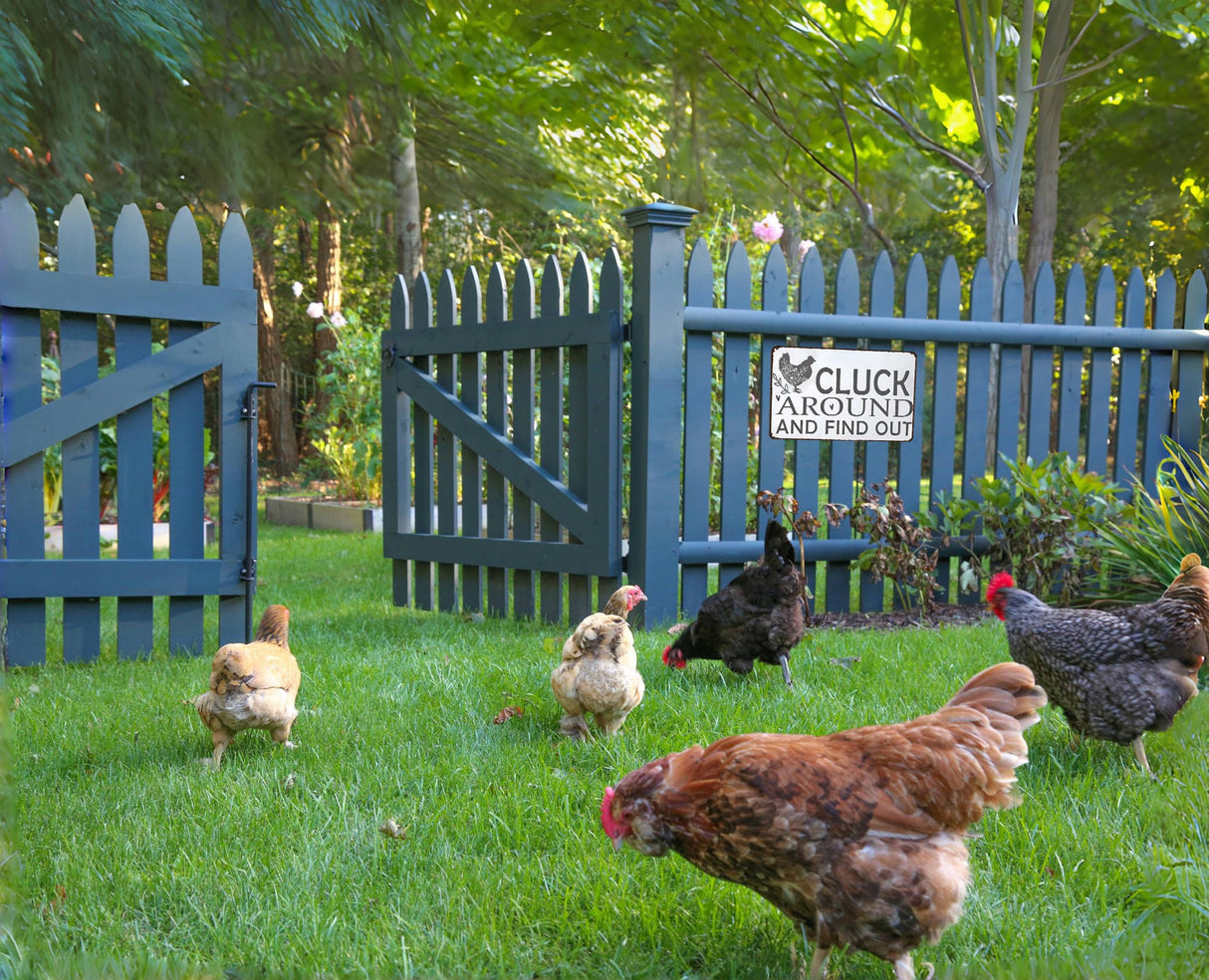 Smilelife Funny Chicken Gifts Chicken Cluck Around and Find Out Tin Sign for Home Farm Chicken Coop Farmhouse Kitchen Garden Decor 8 X 12 Inch (3021) Smilelife