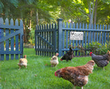 Smilelife Funny Chicken Gifts Chicken Cluck Around and Find Out Tin Sign for Home Farm Chicken Coop Farmhouse Kitchen Garden Decor 8 X 12 Inch (3021) Smilelife