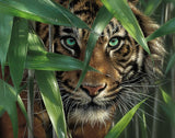 Ledgebay Paint by Numbers Kit for Adults: Bamboo Tiger Paint by Number Kit – Full Set of Acrylic Replacement Paints – Vacuum Sealed for Freshness – Exact Match for Unframed and Framed Kits Ledgebay