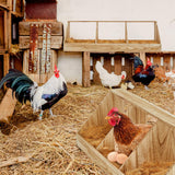 Thyle 1 Sets Chicken Nesting Boxes, 3 Compartment Wood Chicken Laying Boxes Chicken Coop Accessories Roosting Laying Boxes with Liners Large Bedding for Hens Birds Duck Coop Poultry Habitat Supplies Thyle