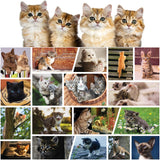 Better Me Cute Kittens 500-Piece Jigsaw Puzzle - Cat Lover Collage with Black Cats, Tabbies, Siamese & More, Fun Puzzle for Adults & Kids (500 Pieces) Better Me