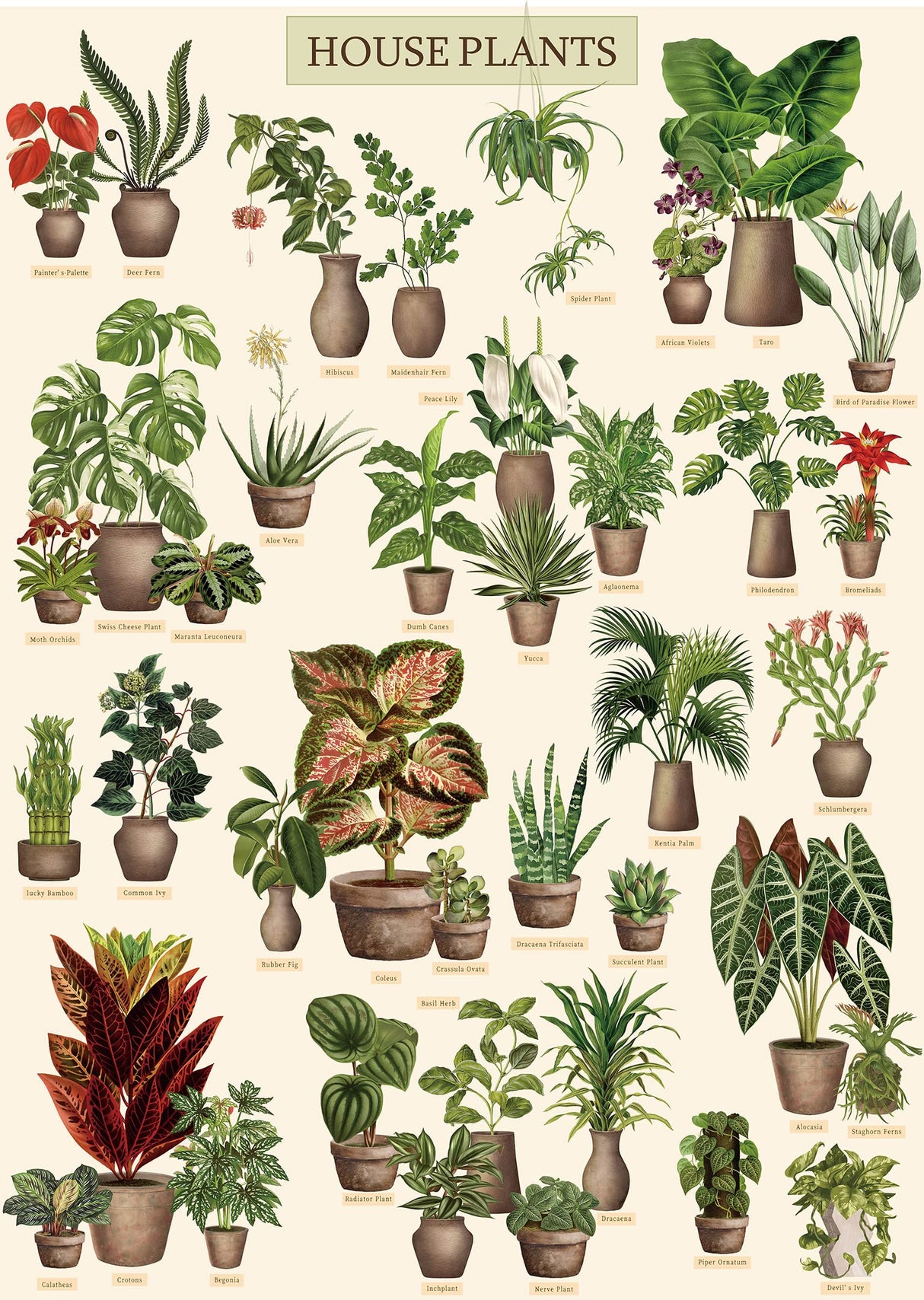 Vintage Houseplant Puzzle 1000 Pieces for Adult, Botany Succulent House Plant Puzzle, 39 Common Indoor Plants Jigsaw Puzzles BBOLDIN