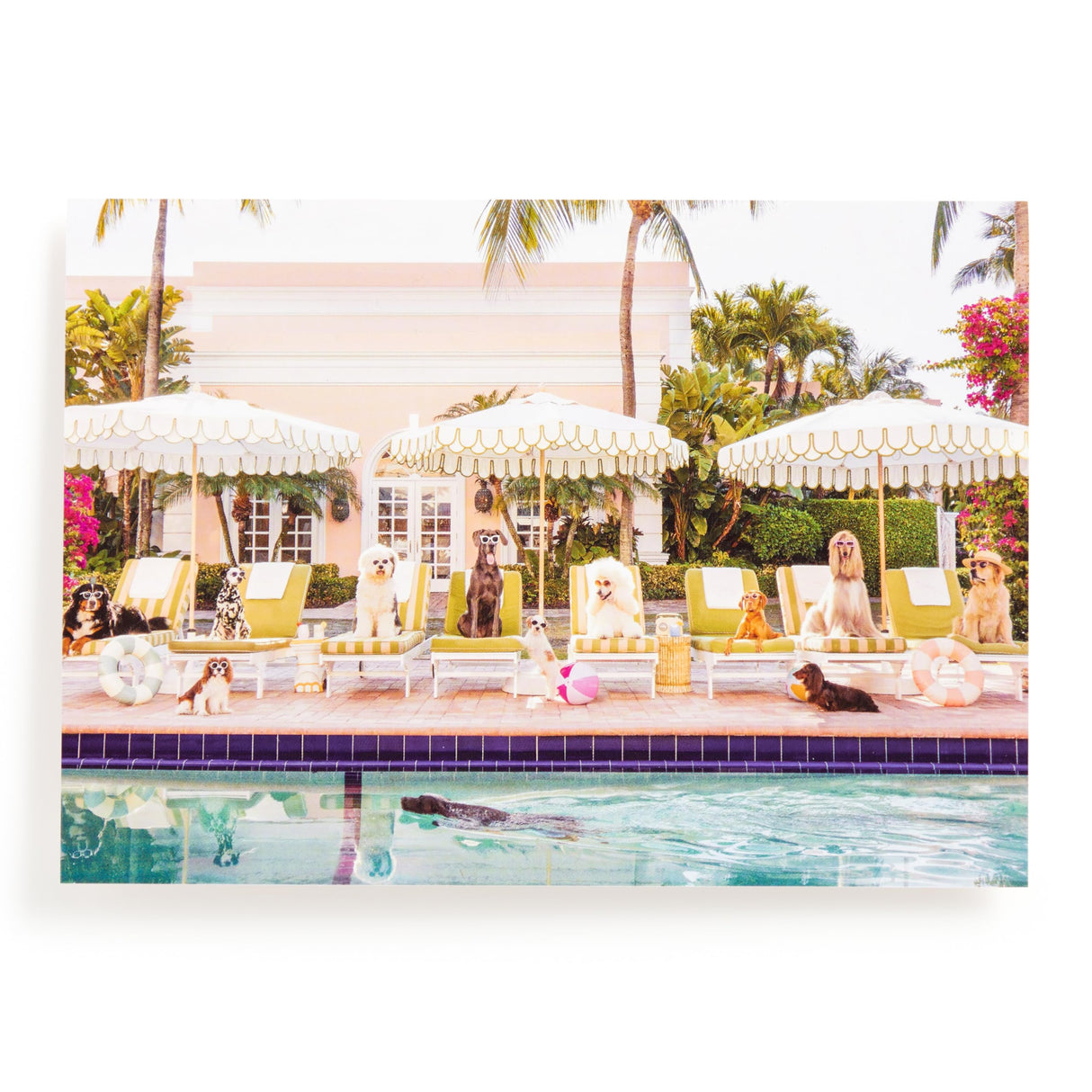 Galison Gray Malin Palm Beach – 1000 Piece Book Box Puzzle with Glamorous Palm Beach Dogs Photography Packaged in Magnetic Keepsake Book Sized Box Galison
