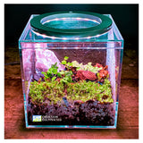 Tiny Terrarium Kit 4x4 Inch – DIY BioActive Starter Kit with Live Tropical Plants, Halo LED Grow Light, Soil, Drainage, 25 Dwarf White Isopods, and 25 Fire-Orange Springtails Creation Cultivated