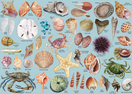 Sea Shells Puzzles for Adults 1000 Pieces, Beach Puzzle Featuring 41 Colorful Seashells, Ocean Scenes Jigsaw Puzzles Includes Sea Glass Crab PICKFORU
