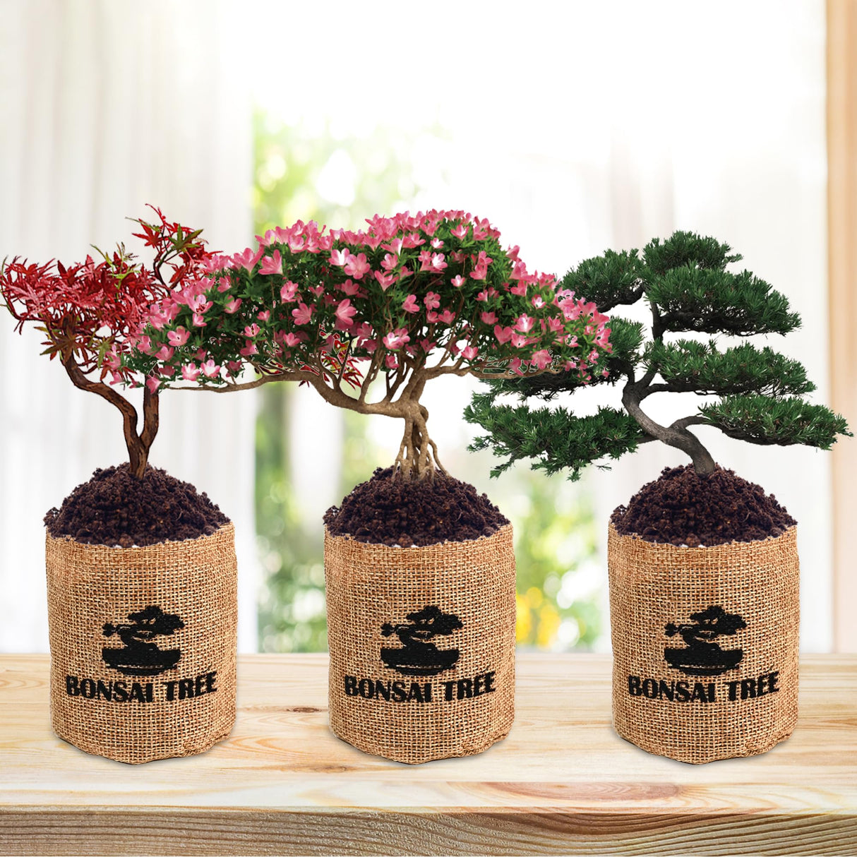 Sproutix Indoor Bonsai Garden Starter Kit, 5 Seeds Growing into Red Maple, Wisteria, Black Pine, Judas Tree, Acacia, Including Complete Gardening Planters & A Wooden Box, Christmas Gifts for Women SPROUTIX