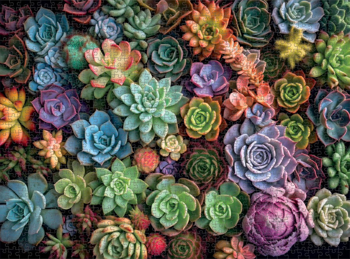 Cross & Glory - Succulent Symphony - 1000 Piece Jigsaw Puzzle for Adults | Premium Quality | Colorful Artwork Puzzle | Brain Teasing Fun & Perfect Wall Art Cross & Glory