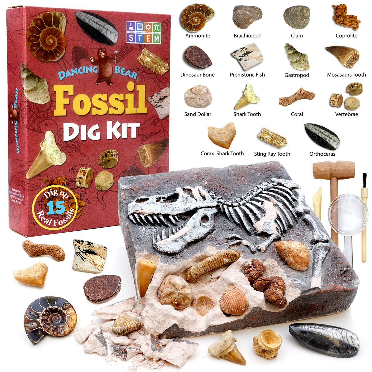 DANCING BEAR Fossil Dig Kit, Excavate 15 Prehistoric Fossils Including Real Dinosaur Bones and Shark Teeth, Paleontology STEM Education for Kids, Fun Science Activity Gift Sets for Girls and Boys DANCING BEAR