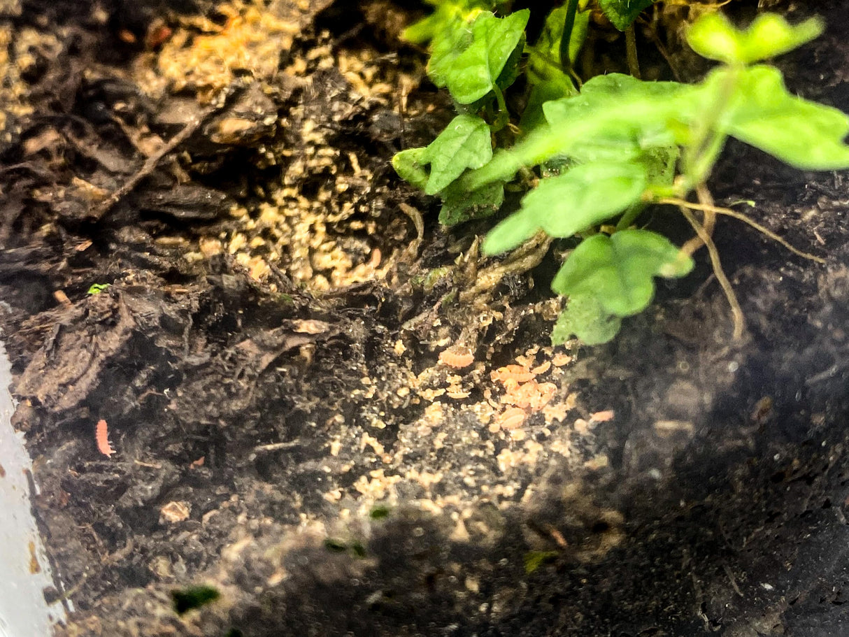 Tiny Terrarium Kit 4x4 Inch – DIY BioActive Starter Kit with Live Tropical Plants, Halo LED Grow Light, Soil, Drainage, 25 Dwarf White Isopods, and 25 Fire-Orange Springtails Creation Cultivated