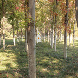 Highwild Metal Rabbit Resetting Target Neon Plates - Two Methods of Use - Rated for .22/.177 Air Guns Highwild