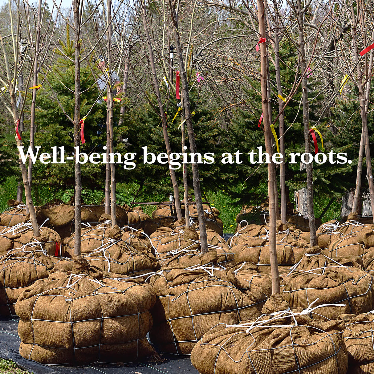 Burloptuous 40" x15 Feet Gardening Burlap Roll - Multipurpose Natural Burlap Fabric, High Density Jute Fiber Material for Decorations, Center Pieces for Home, Rustic Party Décor Burloptuous