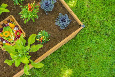 Vita Mezza 3 Foot x 5 Foot Keyhole Garden with Composting Basket, Golden Brown with Black Aluminum Posts, Cedar Wood, FSC, Pre-Stained, Outdoor, VT17702 Vita
