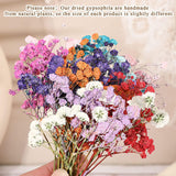 200 Pcs Resin Dried Flowers for Resin Dried Baby'S Breath Flowers Real Natural Pressed Flowers Gypsophila Bouquet Gypsophila Branches for Card Making WoodArtSupply