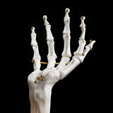 Suck UK Skeleton Hand Ring Holder & Jewelry Stand Earring Organizer & Necklace Holder For Gothic Decor Halloween Decorations & Bedroom Accessories Suck UK