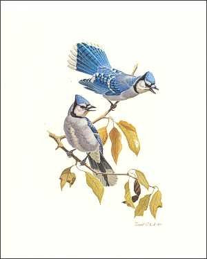 DSC Blue Jay Birds Paper Tole 3D Decoupage Craft Kit Size 8x10 inches 8062 (The Additional Pictures Show This Craft Kit Framed in a Shadow Box Frame) - WoodArtSupply