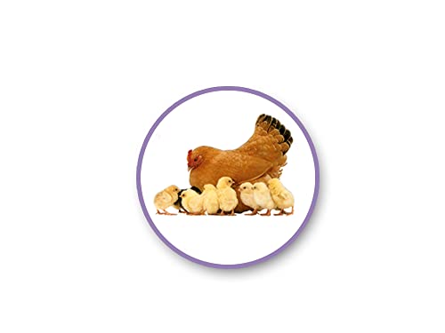 Realistic Farm Animal Stickers - Barnyard Clear Adhesive Decals for Crafts - – 23 Pc Craft Supply