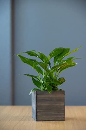 Wooden Planter Box, Rustic Barn Wood with Plastic Liner l Garden Decor l Restaurant and Wedding Decorations l Wedding Bouquets, Table Centerpiece Collection by Tiffany