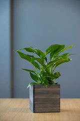 Wooden Planter Box, Rustic Barn Wood with Plastic Liner l Garden Decor l Restaurant and Wedding Decorations l Wedding Bouquets, Table Centerpiece Collection by Tiffany