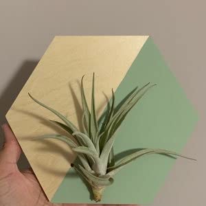 Unfinished Wood Hexagon Shape - Craft - up to 24" DIY 24" / 1/2" 24 Hour Crafts