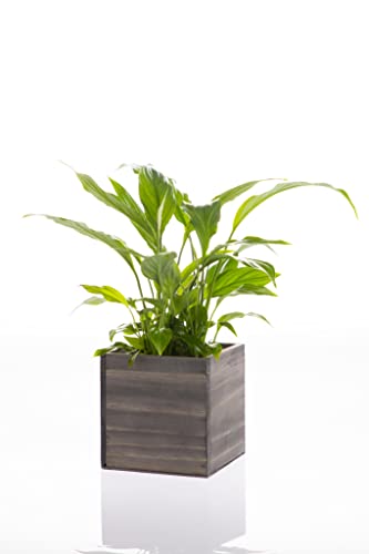 Wooden Planter Box, Rustic Barn Wood with Plastic Liner l Garden Decor l Restaurant and Wedding Decorations l Wedding Bouquets, Table Centerpiece Collection by Tiffany