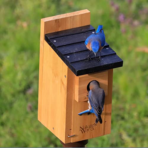 Nature's Way Bird Products CWH3 Cedar Bluebird Box House Nature's Way