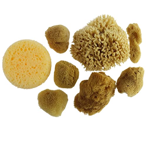 Artist Sponges Natural & Synethic by Craft Smart, 8 Pieces - WoodArtSupply