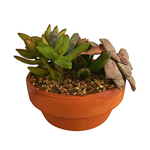 IPW Industries Water Softener Gravel - Garnet Filter Bed Media for Filter Tanks, Water Conditioners, and Water Softeners - Pure Filtration Grade IPW Industries Inc.