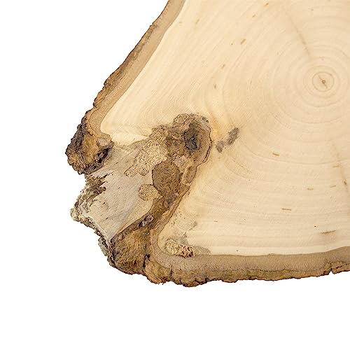 Walnut Hollow Rustic Basswood Round, Small 5-7" Wide with Live Edge Wood (Pack of 6) - for Wood Burning, Home Décor, and Rustic Weddings - WoodArtSupply