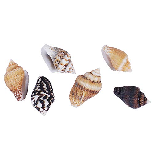 2000 PCS Tiny Mini Small Sea Shells for Crafting Spiral Conch Shells for Crafts Charms for Home Decorations Candle Decor DIY Fish Tank and Beach Vase PPCLION