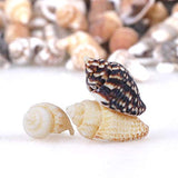 2000 PCS Tiny Mini Small Sea Shells for Crafting Spiral Conch Shells for Crafts Charms for Home Decorations Candle Decor DIY Fish Tank and Beach Vase PPCLION