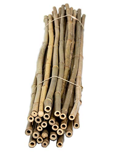 FOREVER BAMBOO BAMA-BP11 Bamboo Garden Stakes Plant Support, 3/8" D x 4' H, Natural - WoodArtSupply