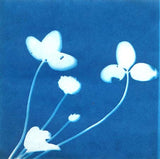 SunPrint Paper Kit SunPrint