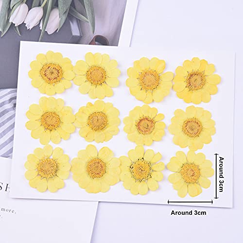 60Pcs White Dried Daisy Pressed Flowers - YouthBro 60Pcs Real Nature Flowers Set for Resin DIY Jewelry Candle Soap Vase Making Nail Card Scrapbook YouthBro
