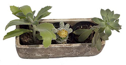 Classic Home and Garden 240001P-432 Dakota Trough, Earth Moss, Large - WoodArtSupply