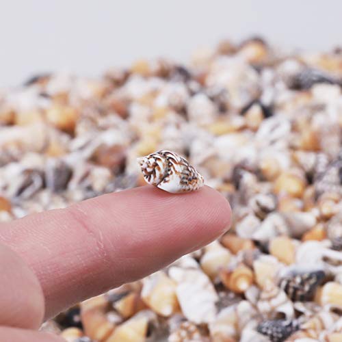 2000 PCS Tiny Mini Small Sea Shells for Crafting Spiral Conch Shells for Crafts Charms for Home Decorations Candle Decor DIY Fish Tank and Beach Vase PPCLION