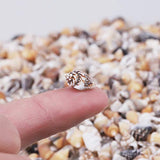2000 PCS Tiny Mini Small Sea Shells for Crafting Spiral Conch Shells for Crafts Charms for Home Decorations Candle Decor DIY Fish Tank and Beach Vase PPCLION