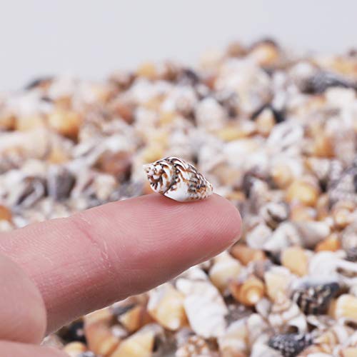 2000 PCS Tiny Mini Small Sea Shells for Crafting Spiral Conch Shells for Crafts Charms for Home Decorations Candle Decor DIY Fish Tank and Beach Vase - WoodArtSupply