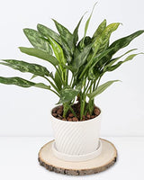 Pllieay 8Pcs 8-9 Inch Wood Slices, Natural Wood Slices for Centerpieces Large Unfinished Round Wood Pieces for Ornaments, Wood Circles for Wedding, Pllieay