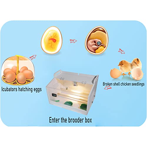 Intelligent Brooder Box 4 Suit,10-15 Newborns Chicks Birds Parakeet Incubators Breeding Heater Box Built-in Chicken Perch and Chicken Feeder/Chicken - WoodArtSupply