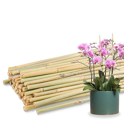 50Pcs Bamboo Plant Stakes for Indoor Outdoor Plants, 0.32''/16 Inch Bamboo Sticks Garden Support Stakes Bamboo Poles Trellis for Tomato Vegetables