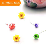 CellLuck Small Dried Flowers for Resin, 600PCs Hand-Picked Brazilian Mini Daisy Dry Flowers, Mixed Real Natural Dried Flowers for Epoxy Resin, CellLuck